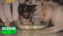 Born to Be Wild: Doc Nielsen rescues three stray kittens