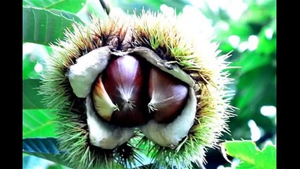 (taoyakaibs)お出かけマイクフルーツの楽園！東谷山フルーツパーク odekake microphone Paradise of fruits! Tougokusan Fruit Park