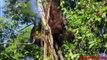 Bornean Orangutan Monkey Breeds Mating And Jumping On The Tree