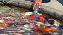 Man bottle feeds Carp in Thailand