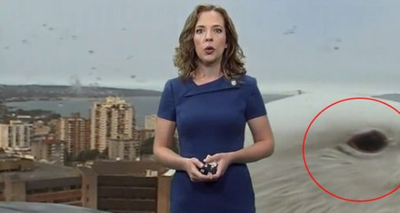 Canlı Yayında Sunucunun Arkasında Beliren Dev Martı, Yayın Kestirdi