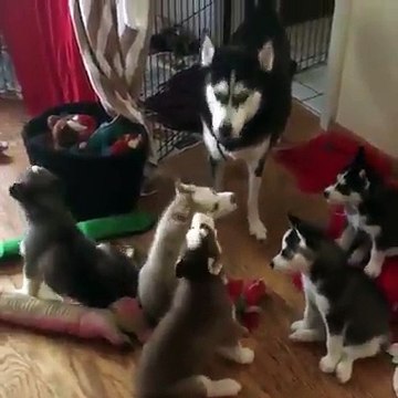 Craquant, des chiots qui piaillent devant leur mère