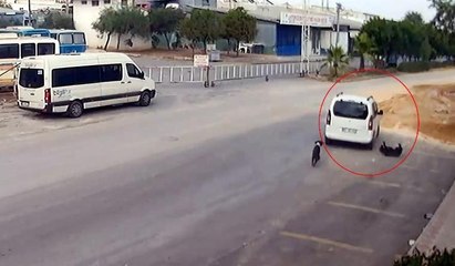 Köpeği bilerek ezip kaçtı