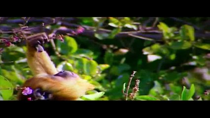 O RICO E LAZARO CAPITULO 106 EXIBIDO DIA 07/08/2017