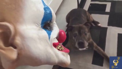 Funny Dogs Scared of Masks - Part 1
