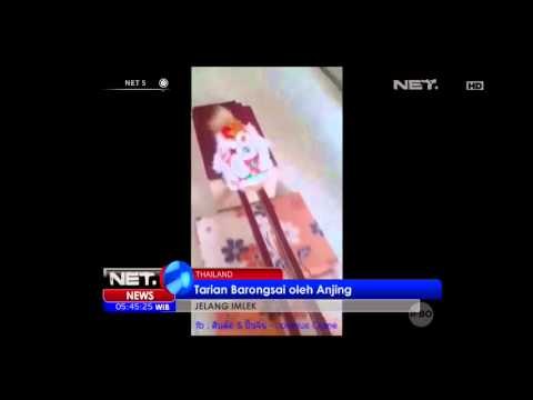 Anjing Peliharaan Warga Thailand Menyambut Tahun Baru Cina Dengan Kostum Barongsai - NET5