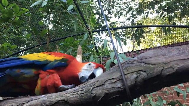 Hungry parrots rush to their breakfast