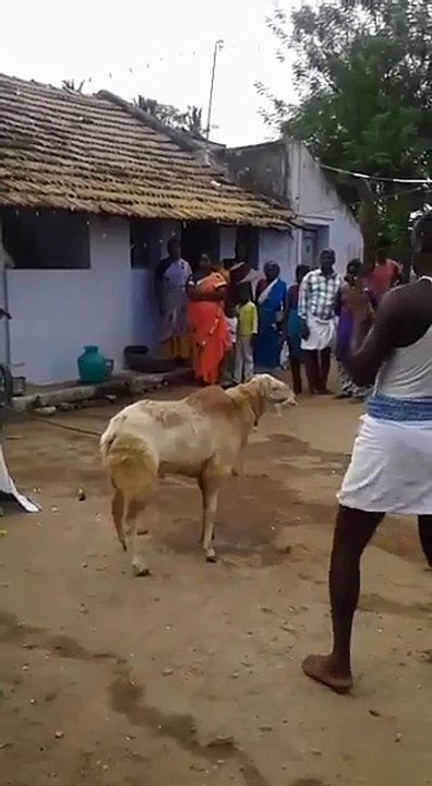 BEST OF FUNNY 2017|| NOW SEE AND ENJOY YOUR DAY GOING