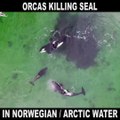 Un drone filme des orques chassant un phoque