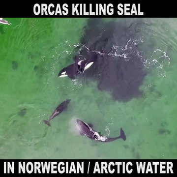 Un drone filme des orques chassant un phoque