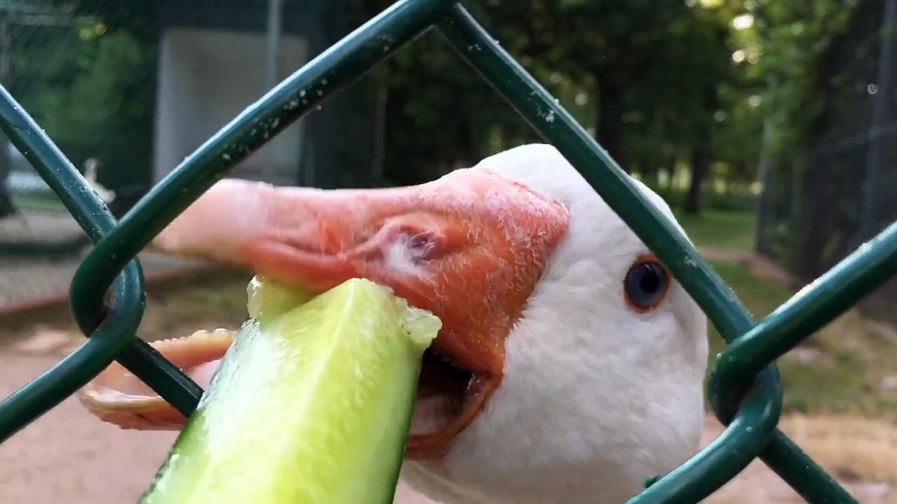 The Carrot