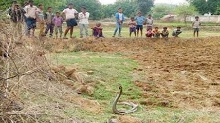 आखिर ऐसा क्या हुआ कि नाग नागिन ने छिना मां बाप का साया और फिर किया...