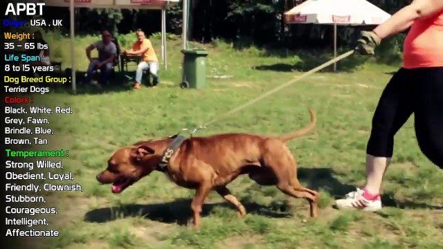 Top Best Video of APBT American Pitbull Terier