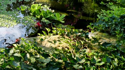 2 Minutes and 19 seconds: Steve's fish pond