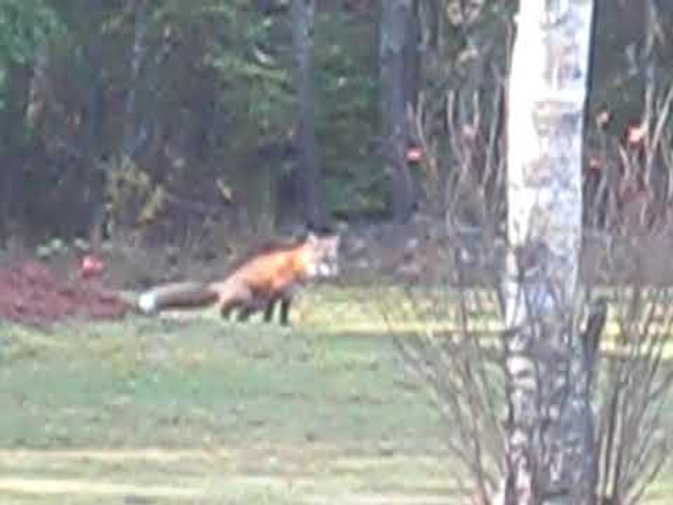 Wild foxes in Nova Scotia