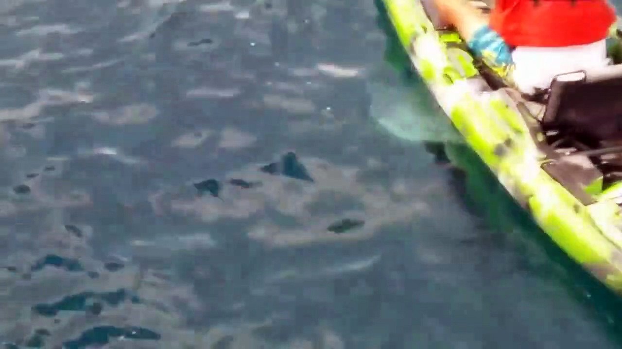 funny - shark and man