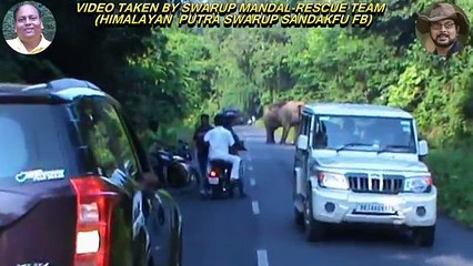 Elephant Chasing Due To Foolish Activity.