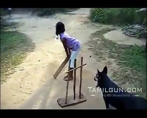 Amazing Dog Fielding funny video 2017