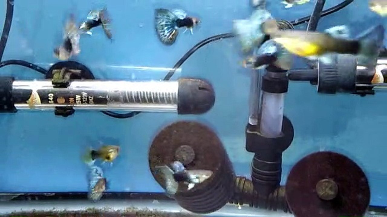 Mine