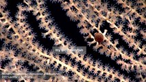 Creatures Of The Abyss: Deep-Sea Expedition Captures Mesmerizing Sights