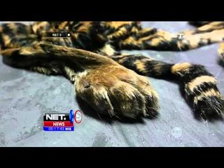 Video herunterladen: Kulit Harimau Sumatera Awetan Disita - NET5