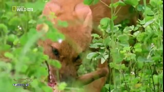 Thế giới động vật - Những sát thủ tí hon [HD Thuyết minh] - YouTube