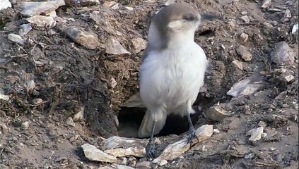 Tibet Tilkisinin Kaya Tavşanı Avı