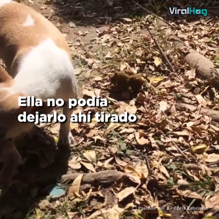 Una perrita entierra a su cachorro