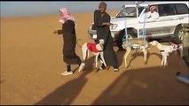 Dogs Race In Soudia Dubai Desert