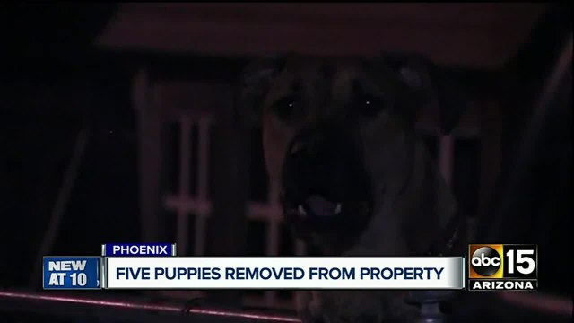 Authorities investigating ‘deplorable conditions for pets at Valley home