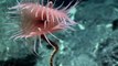 Venus flytrap sea anemone