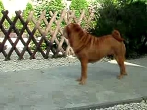 shar-pei Qi Ming Xing shar-pei kennel