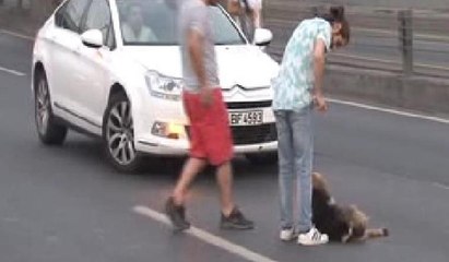 Duyarlı sürücüden yaralı köpeğe yardım eli