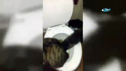 Dünyanın En Zeki Kedisi