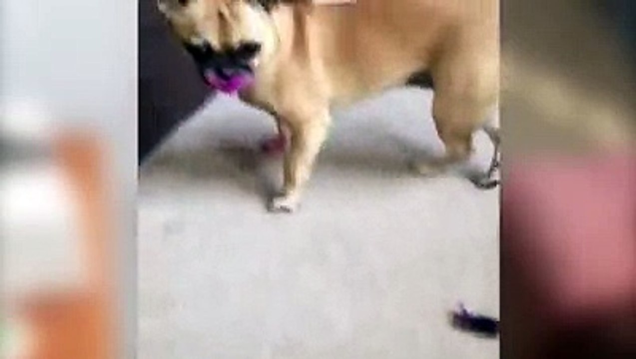 Dog eats lipstick