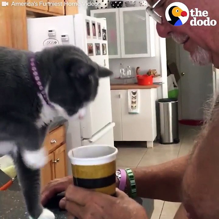 Ce chat ne veut pas que son maître boive son café