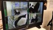 Naissance de deux bébés pandas en France, l'un d'eux est mort