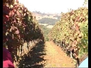 CANTINA SIGNAE - Vendemmia dei Professionisti