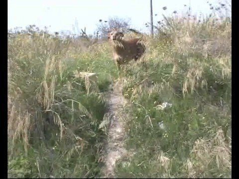 TRANI. Quartiere Stadio, problema randagismo.