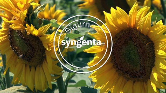 NK Neoma- hibrid suncokreta za siguran rod