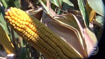 „Syngenta“ hibridi kukuruza – sve što dobar ratar može da poželi na njivi