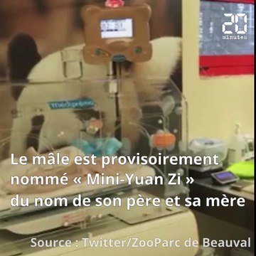 Retour sur la naissance de « Mini Yuan Zi », le bébé panda du Zoo de Beauval