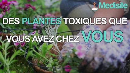 Top 3 des plantes toxiques... que vous avez chez vous !