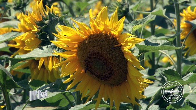 NK Kondi + Gardoprim – paket za miran san