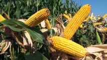 RWA hibridi kukuruza – vaši globalni partneri u proizvodnji