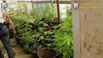 Скачать видео: Formello, piantagione di marijuana nel giardino della villa