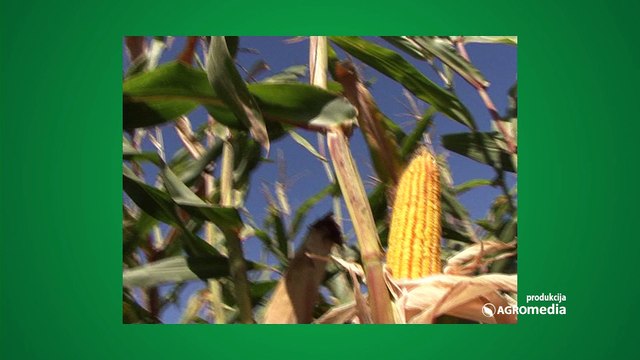 ZP hibridi kukuruza ponovo zauzimaju lidersku poziciju na tržištu