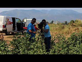 ''Θερίζει'' το πράσινο σκουλήκι. Σε απόγνωση οι βαμβακοπαραγωγοί του Ορχομενού