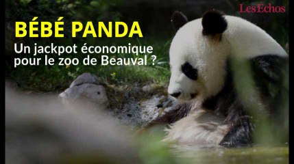 Bébé panda à Beauval : un jackpot économique pour le zoo ?