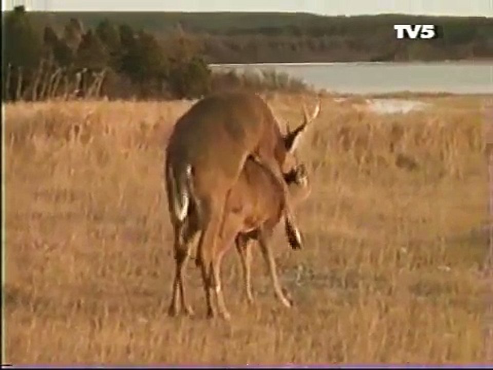 deer matting with a buck in deer matting season